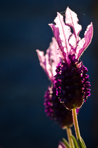 Gloeiende lavendel