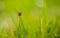 Een lieveheersbeestje in de voortuin, gewoon wat je tot je beschikking hebt voor de fotografie – 1/250 – f/3.8 – ISO100 – 85mm – uit de hand en steunend op de grond